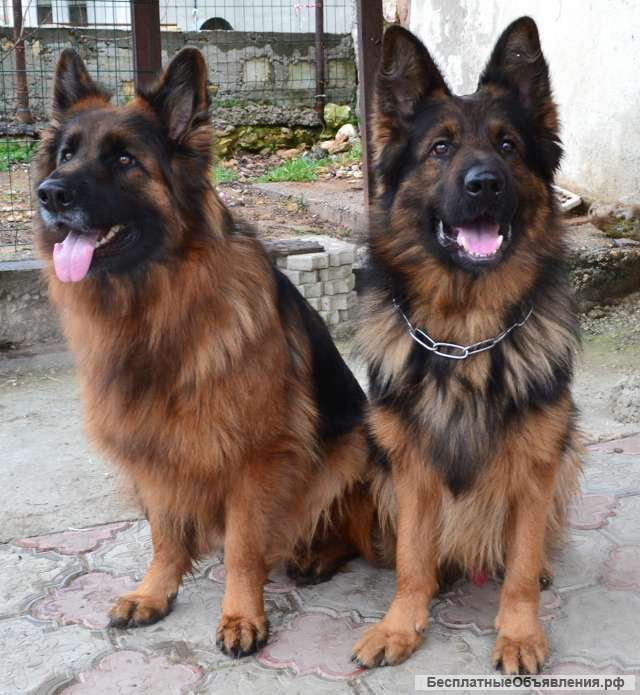 Щенки Немецкой Овчарки Фото